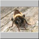 Laphria flava - Mordfliege 10.jpg